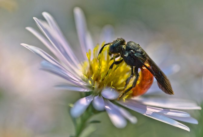 земляная пчела