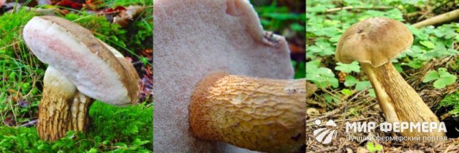 Желчный гриб фото и описание