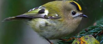 Желтоголовый-королек-птица-Образ-жизни-и-среда-обитания-желтоголового-королька-7