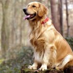 Золотистый-ретривер-собака-Описание-особенности-характер-уход-и-цена-породы-2