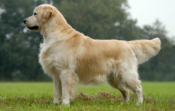 Золотистый-ретривер-собака-Описание-особенности-характер-уход-и-цена-породы-1