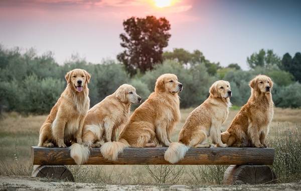 Золотистый-ретривер-собака-Описание-особенности-характер-уход-и-цена-породы-16