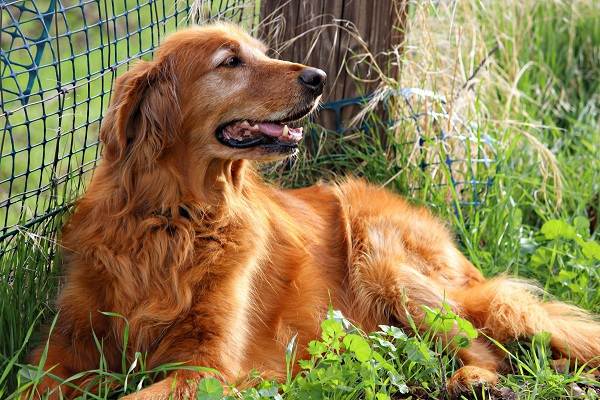 Золотистый-ретривер-собака-Описание-особенности-характер-уход-и-цена-породы-3