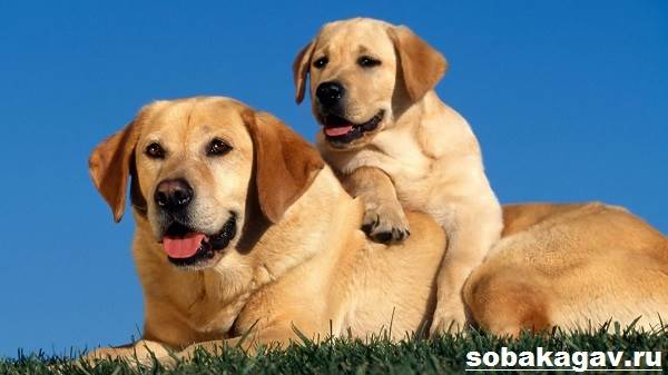 Золотистый-ретривер-собака-Описание-особенности-уход-и-цена-золотистого-ретривера-12