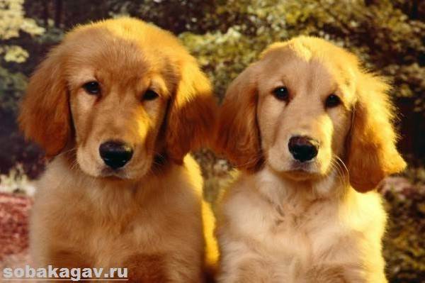 Золотистый-ретривер-собака-Описание-особенности-уход-и-цена-золотистого-ретривера-7